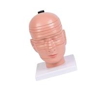 Human Head Neck Anatomy Model Detachable Cerebral Structure Anatomy Model with Nerves Vascular for Classroom Teaching Anatomy Aid