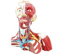 Human Head Neck and Thoracic Cavity Anatomical Model, Face Head Muscle Model, Trachea and Thyroid Gland Cosmetic neurovascular Model, for Medical Research Education Display