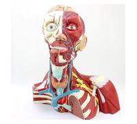 Human Head, Neck Muscles and Brain Anatomy Model, Cranial Head, Neck and Thoracic Anatomical Model, Tracheal and Thyroid Demonstration Teaching Aids, for Medical Research