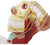 Human Head Nerve Model, Half Head Superficial Neurovascular Model, Neuroanatomical Skull Model, Face Anatomy Study with Twelve Pairs of Cranial Nerves, for Medical Teaching, Education