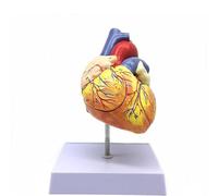 Human Heart Anatomical Model - 2.5X Enlarged, Detachable into 4 Components, 49 Numerical Identifiers, Sturdy Base for Science Classroom and Cardiology Study