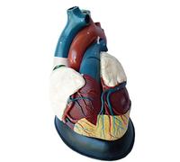 Human Heart Anatomical Model - Advanced Educational Anatomy Teaching Aid | Anatomical Heart Model - Detailed Educational Tool for Anatomy Lessons and Medical Training