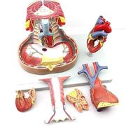 Human Heart Anatomical Model, Human Body Mediastinum Anatomy Model, Biology Teaching Model, Sternum Thymus and Mediastinum Medical Model for Science Classroom Study Display.