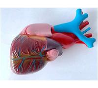 Human Heart Anatomical Model - Medical Anatomical Heart Structure Model - Educational Model Human Organ Anatomy Hear Org