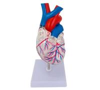 Human Heart Anatomical Model Real Adult Size, 15CM Accurate 2-Piece Design Bright Color-Coded PVC for Doctor's Office Human Model