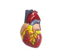 Human Heart Anatomy Model 1:1 Life Size 2-Part Model with 34 Labeled Parts | Life-size anatomical study tool, detachable 2-part structure, 34 numbered anatomical landmarks, stable display base