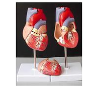 Human Heart Anatomy Model - Medical Teaching Resource for Internal Organ Simulation and Educational Purposes