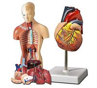 Human Heart and Body Anatomy Models, 28cm Torso Model Study Tools 3D Heart Model 2pcs Realistic Model Detachable Items +