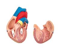 Human Heart Basic Anatomy Life Size 2 Part Human Heart Anatomy Model with Base,Detachable Heart Wall, Visible Chambers A