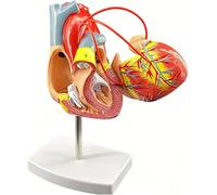 Human Heart Bypass Model, Human Organ Anatomy Model, Life Size Humans Heart Models, 2-Part Magnetic Design, Hearts Bypass Prctice Training for Study Teaching Demonstration.