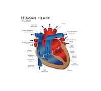 Human Heart Diagram Anatomy Diagram Educational Chart Poster 30x46 cm inch