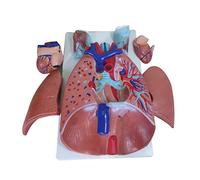 Human Heart Lung Throat Cardiopulmonary Model Detachable Bronchial Anatomy of The Respiratory Department Tract Educational