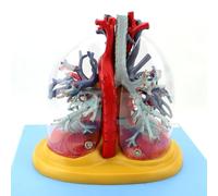 Human Heart, Lungs, Trachea and Bronchial Tree Model with Digital Signs丨Heart with Transparent Lungs, Trachea and Bronchial Tree Model Thoracic Surgery, Cardiology and Respiratory System for Study