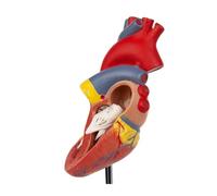 Human Heart Model 2-Part Deluxe Life Size Replica with 34 Anatomical Structures Held Together with Magnets