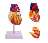 Human Heart Model, 2-Part Life-Size Anatomical Model of The Heart, 34 Anatomically Correct Structures, with Digital Manual, Magnet Design and Display Base, for