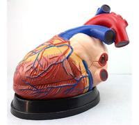 Human Heart Model - 3X Enlarged Anatomical 3-Part Heart for Educational & Medical Demonstration, Anatomically Accurate Skeleton Anatomy