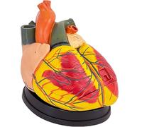 Human Heart Model - 4X Life Size 3-Part Medical Teaching Model with 39 Digital Identifications, Magnetic Design, Display Base, and Detailed Manual