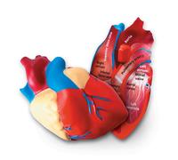 Human Heart Model Cross Section Soft Foam Learning Resources 13cm Diameter