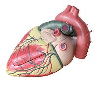 Human Heart Model Heart Anatomy Model Model Of The Human Heart Heart Model For Studying And Teaching,Multi-Colored