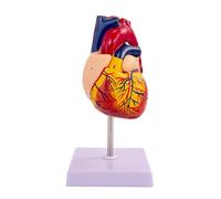 Human Heart Model - Life Size 2 Parts Medical Teaching Model,with 34 Accurate Digital Identification, Magnetic Design, Mounted Display Base, Product Manual, for Classroom and Study (1:1 Life Size)