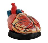 Human Heart Model Removable Human Organ Model Medical Student Heart Model Human Anatomy Life Size Medical Heart Model for Classroom & Cardiology Study