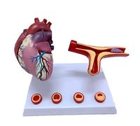HUMAN HEART NATURAL SIZE ANATOMIC MODEL OF THE HEART MODEL OF PERFERENCE DERIVATION OF CORONARY ARTERY AUXILIARY ARTERY