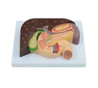 Human Hepatobiliary Pancreas and Duodenum Anatomy Model with Digital Signs