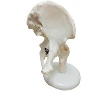 Human Hip Bone Model - Life Size Human Hip Bone Skeleton Model - Educational Model Hip Joint Human Body Model for Study Teaching Display