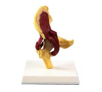 Human Hip Joint Anatomy Model - Educational Tool for Understanding Femur, Pelvis, and Muscle Relationships