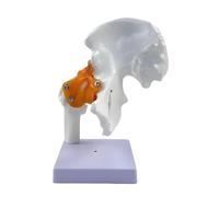 Human Hip Joint Model, 1:1 Anatomical Model Life Size with Ligaments and Bony Landmarks, Anatomy Diagram for Classroom Education & Medical Training