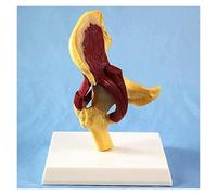 Human Hip Joint Model, Muscle Anatomy Model for Medical Education, Highlights Relationship Between Femur, Pelvis, and Muscles, Perfect for Learning and Training