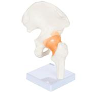 Human Hip Joint Model with Flexible Ligaments and Bony Landmarks Massage Physiotherapy Display Model for Medical Teaching