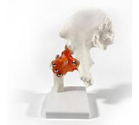 Human Hip Joint Model with Ligaments
