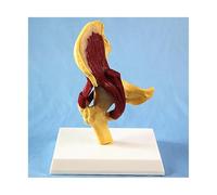 Human Hip Joint Model with Muscles for Teaching Type Skeleton