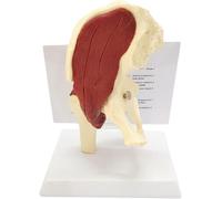 Human Hip Joint with Muscle Model, Life Size Human Skeleton Anatomy Model, Hip Bone and Femoral Structure Anatomical Medical Teaching Aids, for Learning and Display