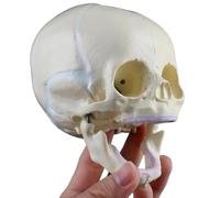 Human Infant Skull Model - Fetal Skull Anatomy Baby Skulls Model, PVC material, Children Learning Education Display Tools,Hand Drawn