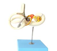 Human Inner Ear Labyrinth Semicircular Canal Enlarged Anatomical Model, 18X Magnified Auditory System Model, for Medical Display Teaching Research