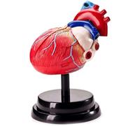 Human Internal Organ Anatomy Model Heart Model for Science Classroom and Cardiology Research Human Organ Model (Heart)
