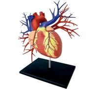 Human Internal Organ Anatomy Model Heart Model for Science Classroom and Cardiology Research Human Organ Model (1:1 Big