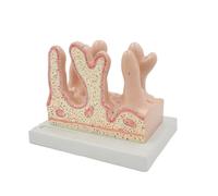 Human Intestinal Villus Anatomy Model Medical Educational Anatomy Colon Virus Model Disease Studies PVC Research