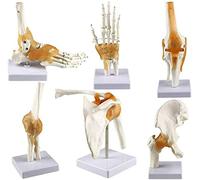 Human Joint Anatomy Model - Human Shoulder Elbow Hip Knee Hand Foot Joint Bone Models - Human Body Six Major Joint Models Joint Series Model