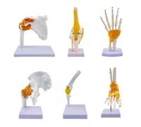 Human Joint Anatomy Model Set - 6-Piece Shoulder, Knee, Hip, Elbow Joint Models with Base for Medical Education, Classroom Training, and Demonstration