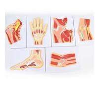 Human Joint Anatomy Model Set, 6pcs Hand Foot Hip Knee Shoulder Elbow Cross-Section Models for Medical Teaching, Skeletal Muscle Ligament Anatomical Demonstration.