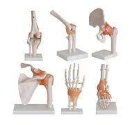 Human Joint Model 6 Pieces Life-Sized Human Skeleton Model Anatomical Model with Base, Including Foot, Hip, Knee, Should