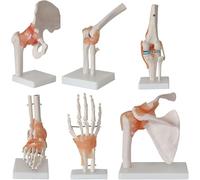 Human Joint Model - Life-sized Anatomical Model with Foot, Hip, Knee, Shoulder, and Elbow Joints - 6 Pieces for Educational Use