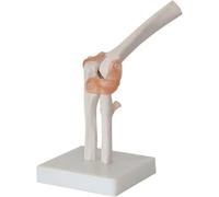 Human Joint Model Set - 6 Pieces Shoulder, Knee, Hip, Elbow Anatomy Models for Medical Education, Teaching, and Clinic Demonstration Tool with Base