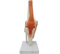 Human Joint Models, Human Skeleton Display with Hand, Foot, Shoulder, Elbow, Hip, Knee, Human Skeleton Anatomical Model for Medical Education and Training,Knee Joint