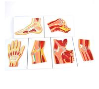 Human Joint Muscle Model Bone Joint Section Joint Structure MRI Joint Musculoskeletal Anatomy