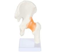 Human joint skeleton model(Hip joint model)