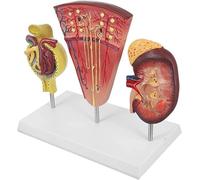 Human Kidney Anatomical Model Simulated Human Kidney Glomerular Anatomical Model Medical Organ Teaching Model Teaching Aids Learning Aids Set